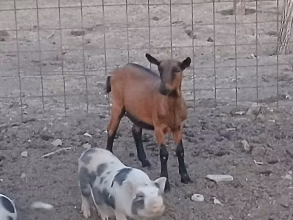 Echki, Alpine goat