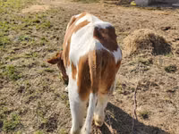 Bulle, Simmental cattle — Foto 2