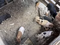 猪（批次，未指定性别）, Pigs — 照片 2
