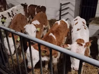牛只（批次，未指定性别）, Simmental cattle — 照片 1