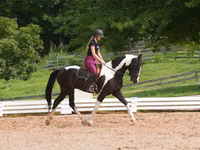 Caballo, Friesian — foto 8