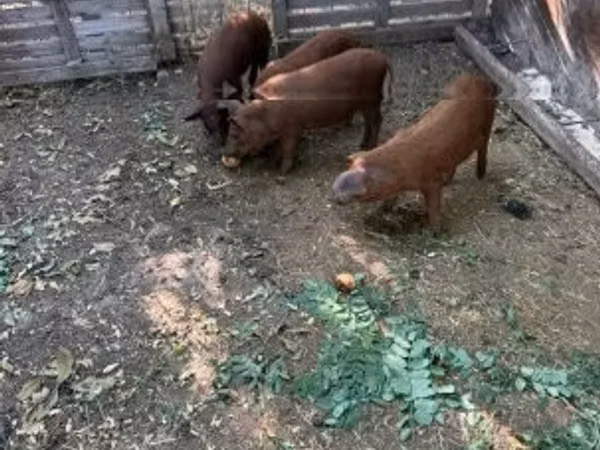 Урук чочко, 