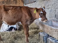 بقرة, Russian Black pied cattle — الصورة 3