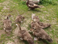 Ducks — 照片 7