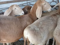 Widder, Arashan sheep — Foto 3