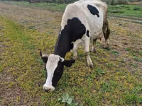 Vacă, Russian Black pied cattle — foto 3
