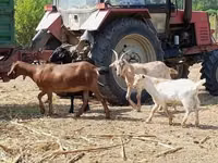 बकरी, Nubian Goat — फ़ोटो 1