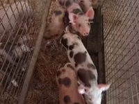 Porci (lot, sex nespecificat), Porci — foto 2