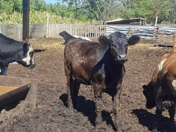 Vacă, Bovine