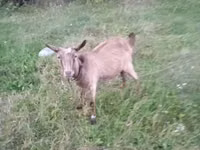 Sheep, Sheep — photo 1