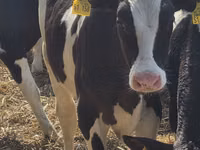 Bulle, Russian Black pied cattle — Foto 1