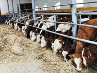 Bovins (lot, sexe non indiqué), Simmental cattle — photo 1