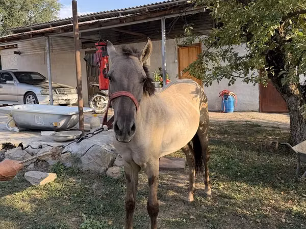 Конь, Тайгер