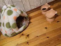 🐱✨ Golden Şinşilla pişik balası satılır! 🤎 Çox şirin, qızılı rəngli — foto 2