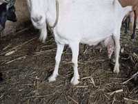 Goat, Saanen goat — photo 3
