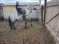 Pferde (Partie, Geschlecht nicht angegeben), Horse breed — Foto 8