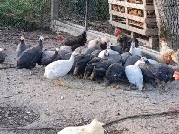 Guinea fowl