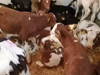 أبقار (دفعة، الجنس غير محدد), Simmental cattle — الصورة 2