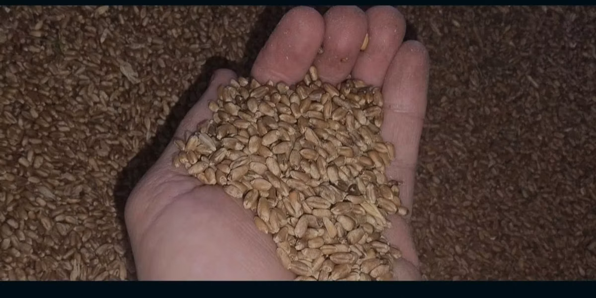Vînd 500 kg de grîu
