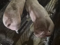 Vier, Porci — foto 2