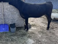母牛, Aberdeen-Angus — 照片 2