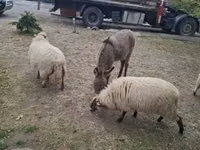 Ovelha, Racka sheep — foto 3