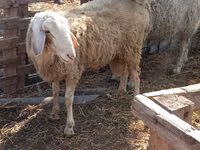Berbec, Assaf sheep — foto 4