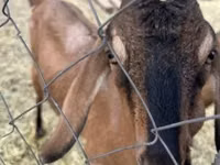 बकरी, Nubian Goat — फ़ोटो 3