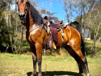 Cal, Tennessee Walking Horse — foto 1