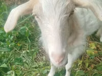 Cabra, Cabras — foto 1