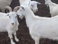 Goat, Goats — photo 4