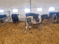 牛只（批次，未指定性别）, Simmental cattle — 照片 3