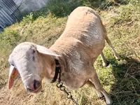 公羊, Sheep — 照片 1