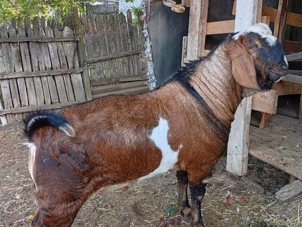 Ziegenbock, Nubian Goat
