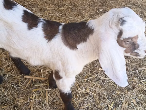 Țap, Nubian Goat