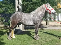 公马, Horses — 照片 1