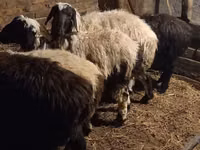 Berbec, Qashqai sheep — foto 6