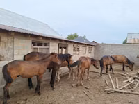 Pferde (Partie, Geschlecht nicht angegeben), Kazakh horse — Foto 2