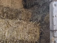 Vând nutreț pentru animale . — сүрөт 4