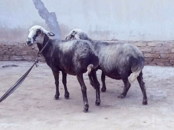 भेड़, भेड़