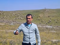 Schaf, Merino sheep — Foto 2