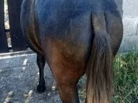 公马, Horses — 照片 3