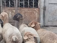 Ram, Sheep — photo 6