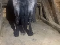 Бээ, Польша оор жүк ташуучу — сүрөт 5