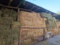 Balote de lucernă — Foto 2