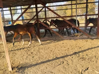 公马, Horses — 照片 8