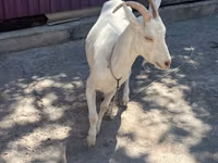Capră, Russian White goat — foto 5