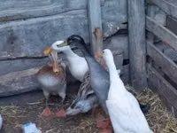 Ducks — 5-rasm