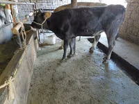 بقرة, Russian Black pied cattle — الصورة 4
