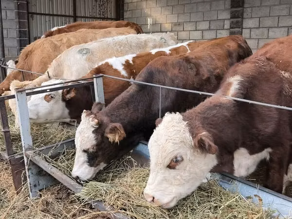 Toro, Aberdeen-Angus